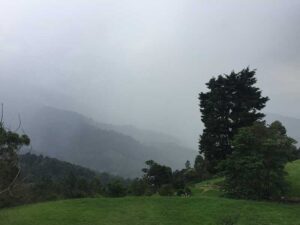 la luz que se filtra a travez de los arboles