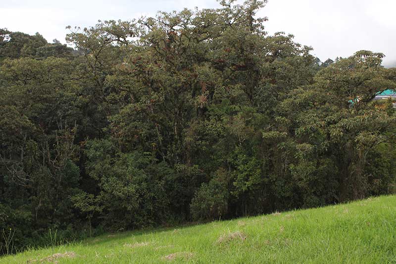 lote con bosque nativo