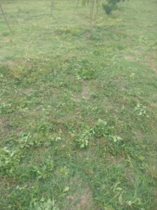 Lote Campestre en Santa Fe De Antioquia