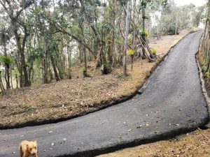 EL-BOSQUE-5