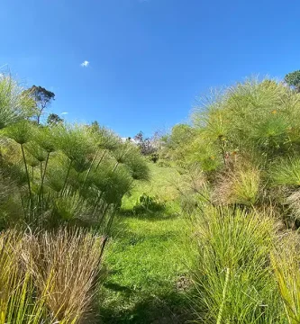 lote alto de las palmas