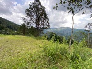 lote en komorebi