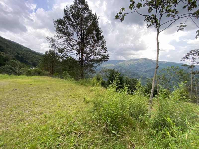 lote en komorebi