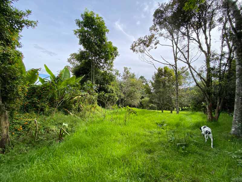 lote en perico