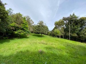 lote en perico