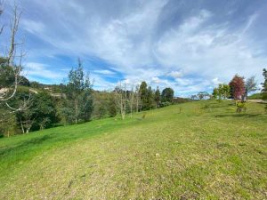 alto-de-arrayanes-4